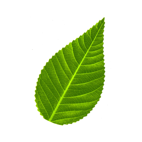 Sushi Decoration Green Leaves 200 Pcs/ Bag | 装饰用 寿司绿叶 200片/ 包 