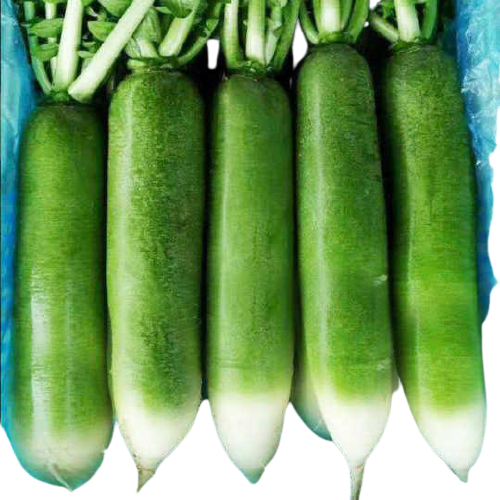 [10157] Green radish / kg | 青萝卜 (称重)