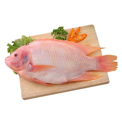 [80852] Red Tilapia G&S /kg Gross Weight | 红色罗非鱼 /kg 含冰 毛重 称重