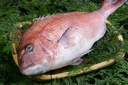 Red Seabream G/D 500/800 /kg Gross Weight by weight | 红鲷鱼 500/800 /kg 含冰 毛重 称重