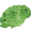 Guangdong Lettuce kg | 广东生菜 kg